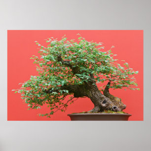 Zelkova bonsai boom poster