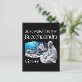 Zen and Bucephalandra – The Art of Aquascaping Briefkaart