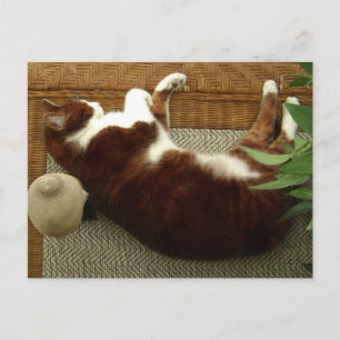 Zen Cat Briefkaart