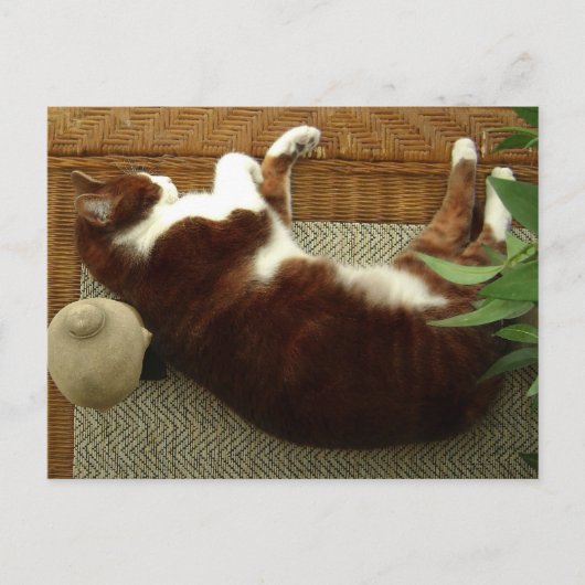 Zen Cat Briefkaart (Voorkant)