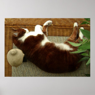Zen Cat Poster