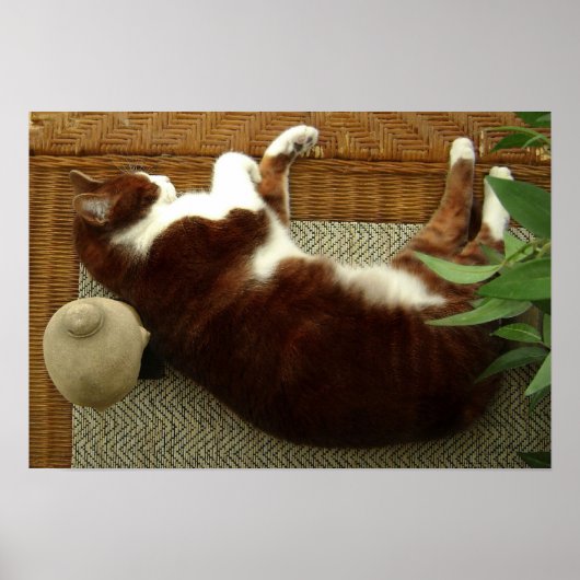 Zen Cat Poster (Voorkant)