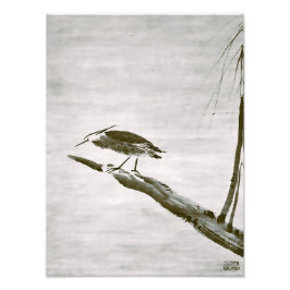 Zen Classics - Sesshu - Heron and Willow Foto Afdruk