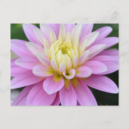 Zen Flower- Dahlia Briefkaart (Voorkant)