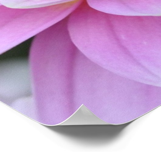 Zen Flower- Dahlia Poster (Hoek)