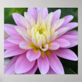 Zen Flower- Dahlia Poster (Voorkant)
