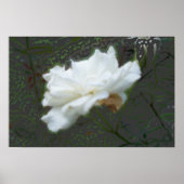 Zen Flower Poster (Voorkant)