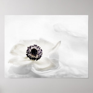Zen High Key White Anemone op waterachtergrond Poster