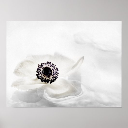 Zen High Key White Anemone op waterachtergrond Poster (Voorkant)