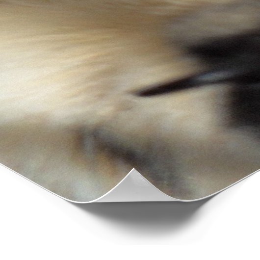 Zen Kat Poster (Hoek)