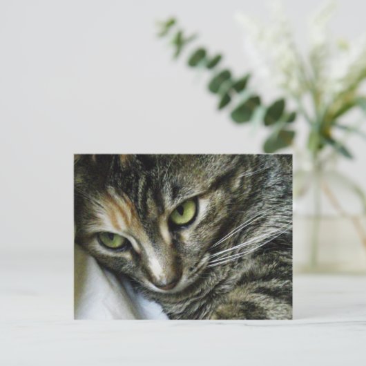 Zen Kitty Briefkaart (Staand voorkant)