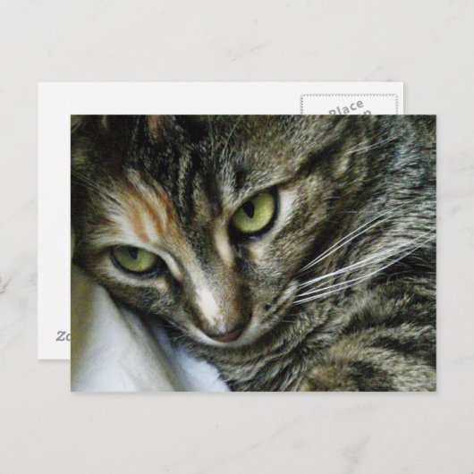 Zen Kitty Briefkaart (Voorkant / Achterkant)