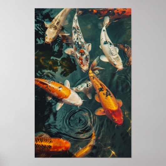 Zen Koi Fish Poster: 31 Negen 2 Koi Vissen Zwemmen Poster (Voorkant)