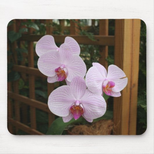 Zen orchideeën muismat (Voorkant)