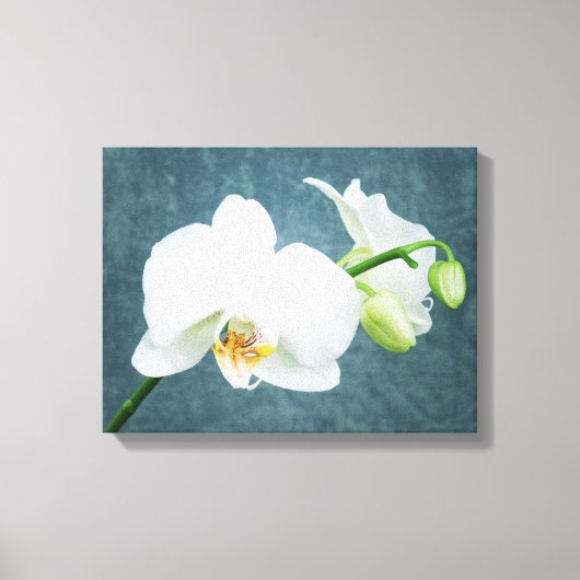 Zen White Orchid Canvas Afdruk (Voorkant)