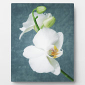 Zen White Orchid Flower Fotoplaat (Voorkant)