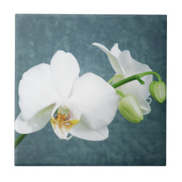 Zen White Orchid Flower Tegeltje