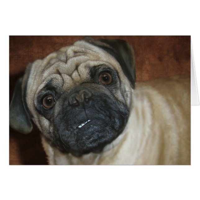 Zena the Pug (Voorkant Horizontaal)