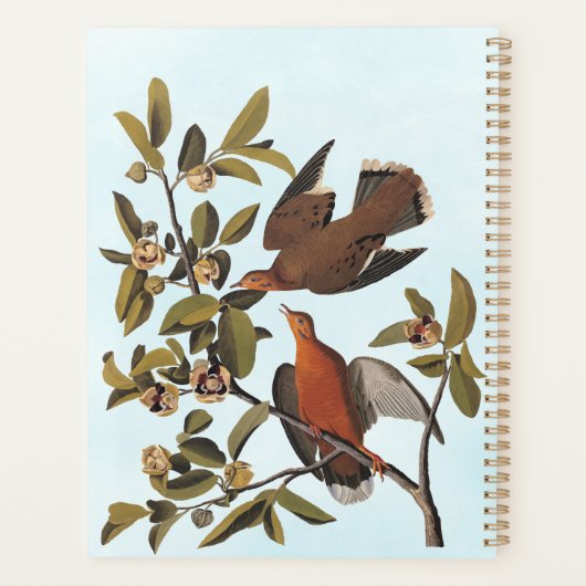 Zenaida-dove van Audubon op boomtak Planner (Achterkant)