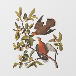 Zenaida-dove van Audubon op boomtak Raamsticker