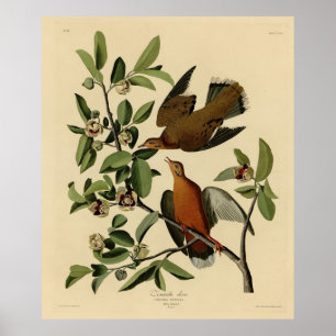 Zenaida Dove van John Audubon's Birds of America Poster