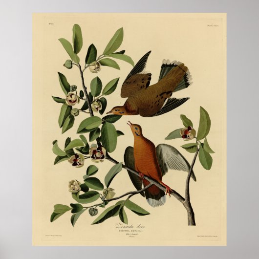 Zenaida Dove van John Audubon's Birds of America Poster (Voorkant)