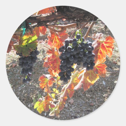 Zenaida Grapes Ready for Harvest Ronde Sticker (Voorkant)