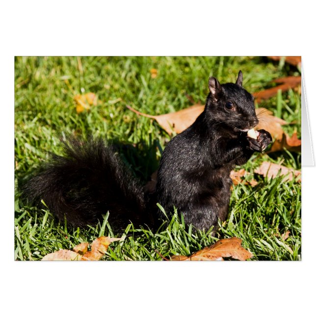 Zenuwkleine jongen (Voorkant Horizontaal)