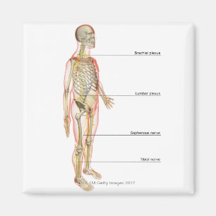 Zenuwstelsel 3 magneet