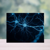 zenuwstelsel acryl bord (Neutraal)