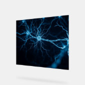 zenuwstelsel acryl bord (Hoek)
