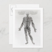 Zenuwstelsel (b/w druk) briefkaart (Voorkant / Achterkant)