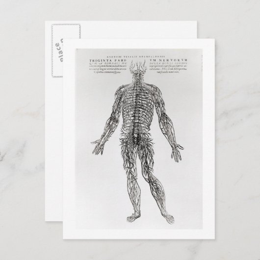 Zenuwstelsel (b/w druk) briefkaart (Voorkant / Achterkant)