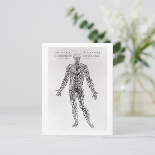Zenuwstelsel (b/w druk) briefkaart (Staand voorkant)