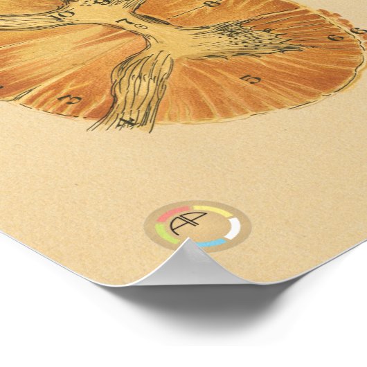  zenuwstelsel Medische anatomie Poster (Hoek)