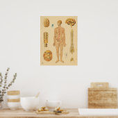 zenuwstelsel Medische anatomie Poster (Keuken)
