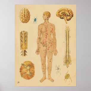  zenuwstelsel Medische anatomie Poster