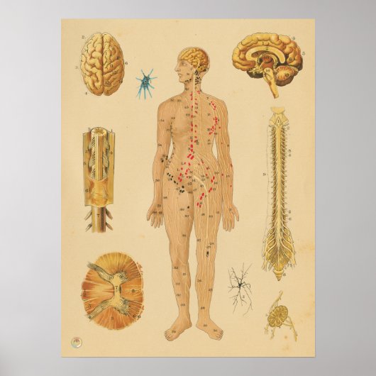 zenuwstelsel Medische anatomie Poster (Voorkant)