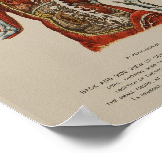 Zenuwstelsel Spinale kabel Nerves Anatomie Print (Hoek)