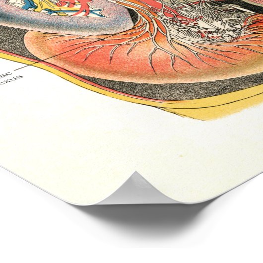 Zenuwstelsel Spinale zenuwen Chiropraktijk 24 X 36 Poster (Hoek)