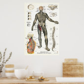 Zenuwstelsel Spinale zenuwen Chiropraktijk 24 X 36 Poster (Keuken)