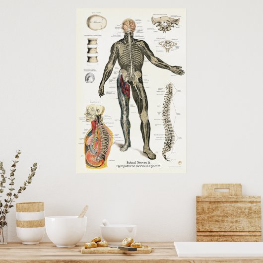 Zenuwstelsel Spinale zenuwen Chiropraktijk 24 X 36 Poster (Keuken)