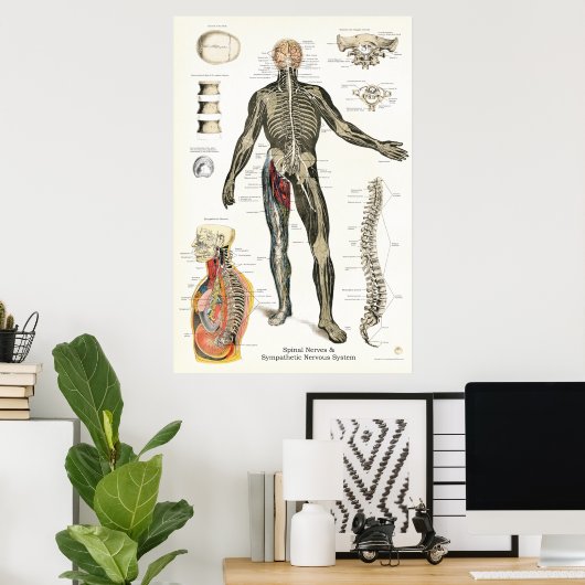 Zenuwstelsel Spinale zenuwen Chiropraktijk 24 X 36 Poster (Thuiskantoor)