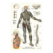 Zenuwstelsel Spinale zenuwen Chiropraktijk 24 X 36