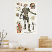 Zenuwstelsel Spinale zenuwstelsel Anatomie Poster (Keuken)