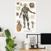 Zenuwstelsel Spinale zenuwstelsel Anatomie Poster (Thuiskantoor)
