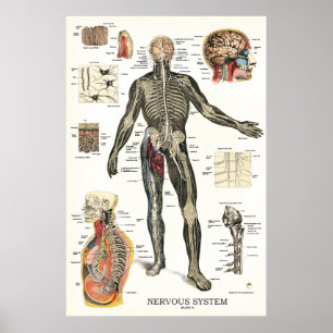 Zenuwstelsel Spinale zenuwstelsel Anatomie Poster
