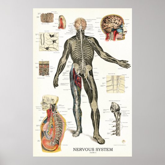 Zenuwstelsel Spinale zenuwstelsel Anatomie Poster (Voorkant)