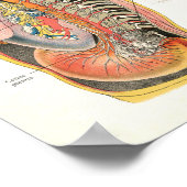 Zenuwstelsel Spinale zenuwstelsel Anatomie Poster (Hoek)