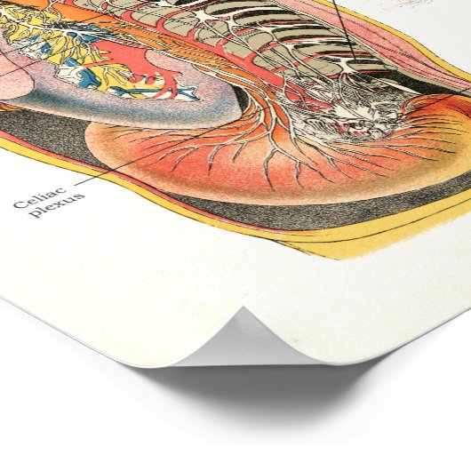 Zenuwstelsel Spinale zenuwstelsel Anatomie Poster (Hoek)